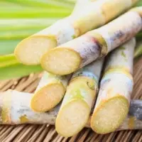 Sugar Cane