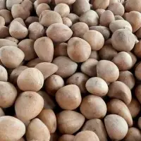 Coconut Copra