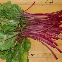 Beetroot Stem