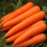 Carrot