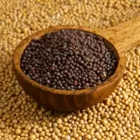 Mustard Oil Seeds