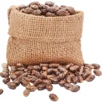 Castor Oil Seeds