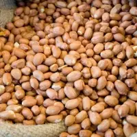 Groundnut Oil Seeds
