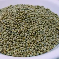 Pearl Millet