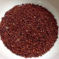 Finger Millet