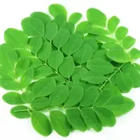 Moringa Pterygosperma Leaves Powder