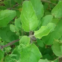 Ocimum Tenuiflorum Powder