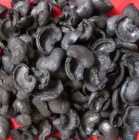 Cashew Nut Shell