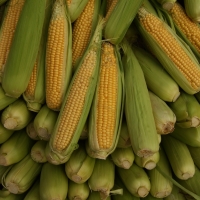 Corn