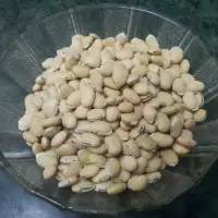 Broad Bean (Field Bean)
