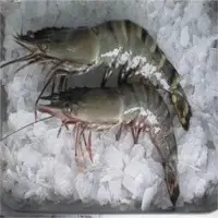 Black Tiger Shrimp