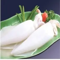 Squid