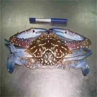 Crabs