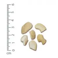 Raw Cashew Kernel LP
