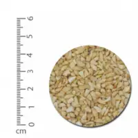 Raw Cashew Kernel BB