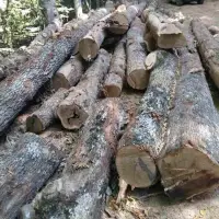 Oak Logs
