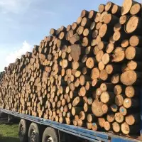 Lime Logs