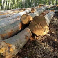 Beach Logs