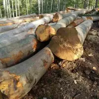 Beach Logs