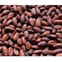 Cocoa Seed