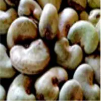 Cashew Nut