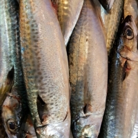 Pacific Mackerel