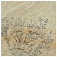 Mint Fossil Sandstone