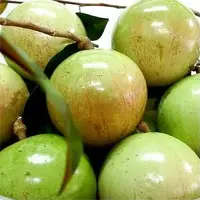 Lo ren vinh kim milk fruit