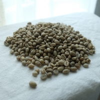 Robusta Coffee