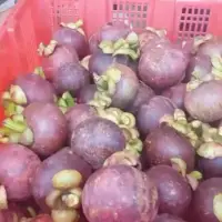 Indonesia Mangosteen
