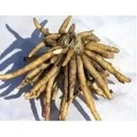 Safed Musli