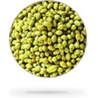Coriander