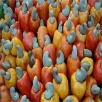 Raw Cashew Nuts