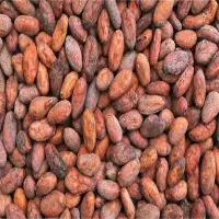 Cocoa Beans