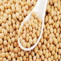 Soybean