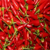 Capsicum Frutescens