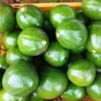 Avocado Fruit - Butter Fruit