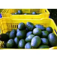 Avocado Fruit