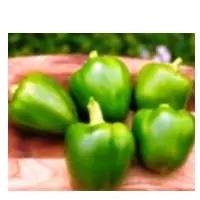 Veg- Bel Pepper Or Capsicum Green