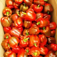 Veg- Bel Pepper Or Capsicum Red