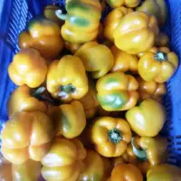 Veg- Bel Pepper Or Capsicum Yellow