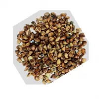 Argy Nervosa Seed