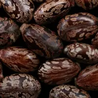 Castor Beans Ricin