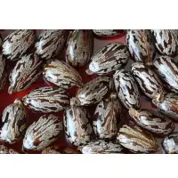 Castor Beans Seeds