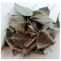 Ried Parijat Leaves - Harsingar Leaves