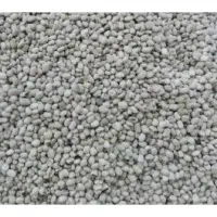 Kaunch Seeds (mucuna Pruriens) White
