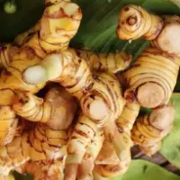 Galangal Abrus Precatorius