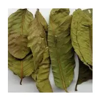 Guava Dry Leaf
