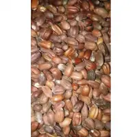 Jojoba Seed