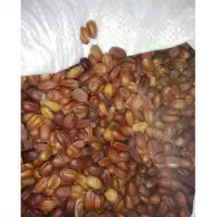 Jojoba Seed